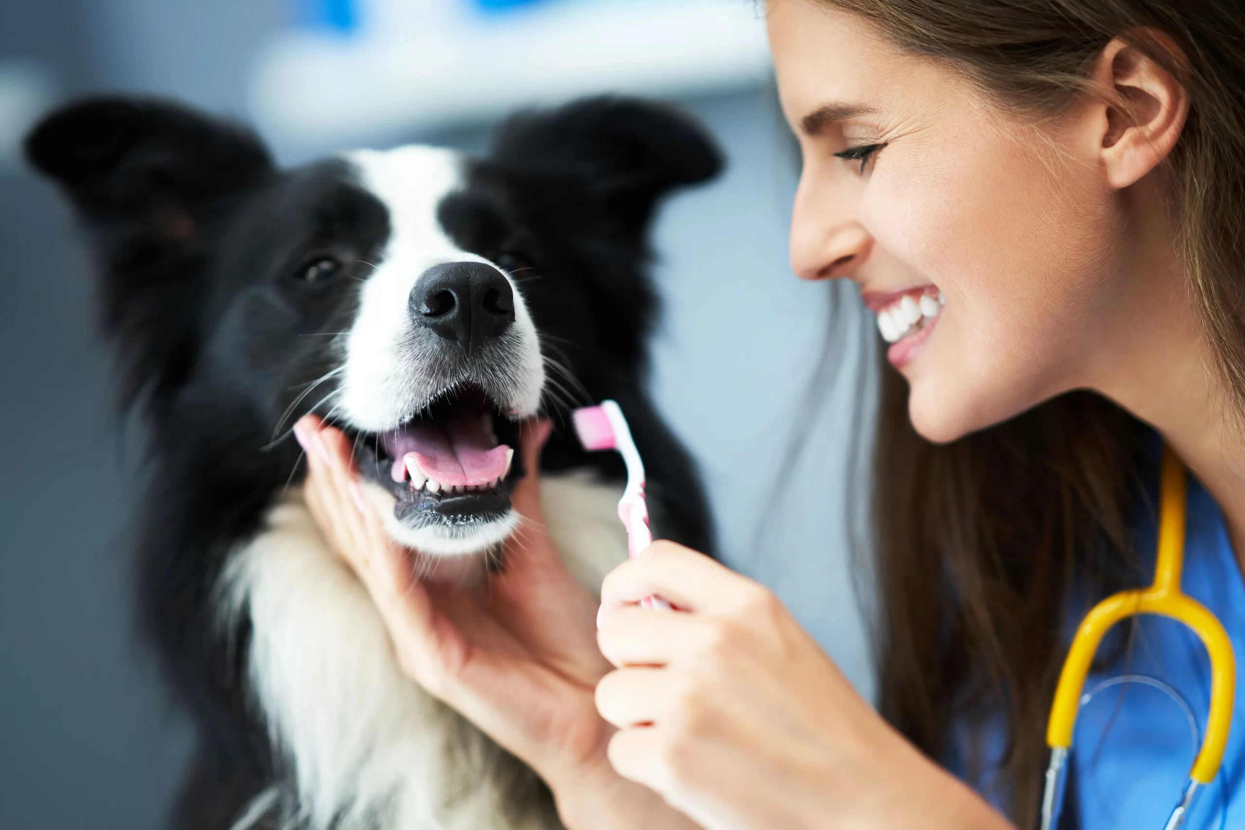 Pet Oral hygiene