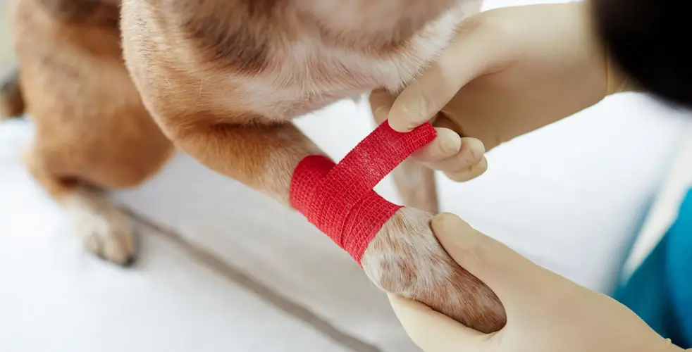 Pet First aid