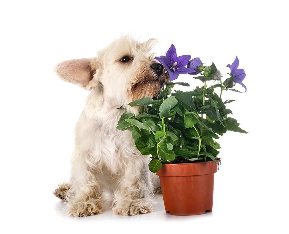 dog with plants