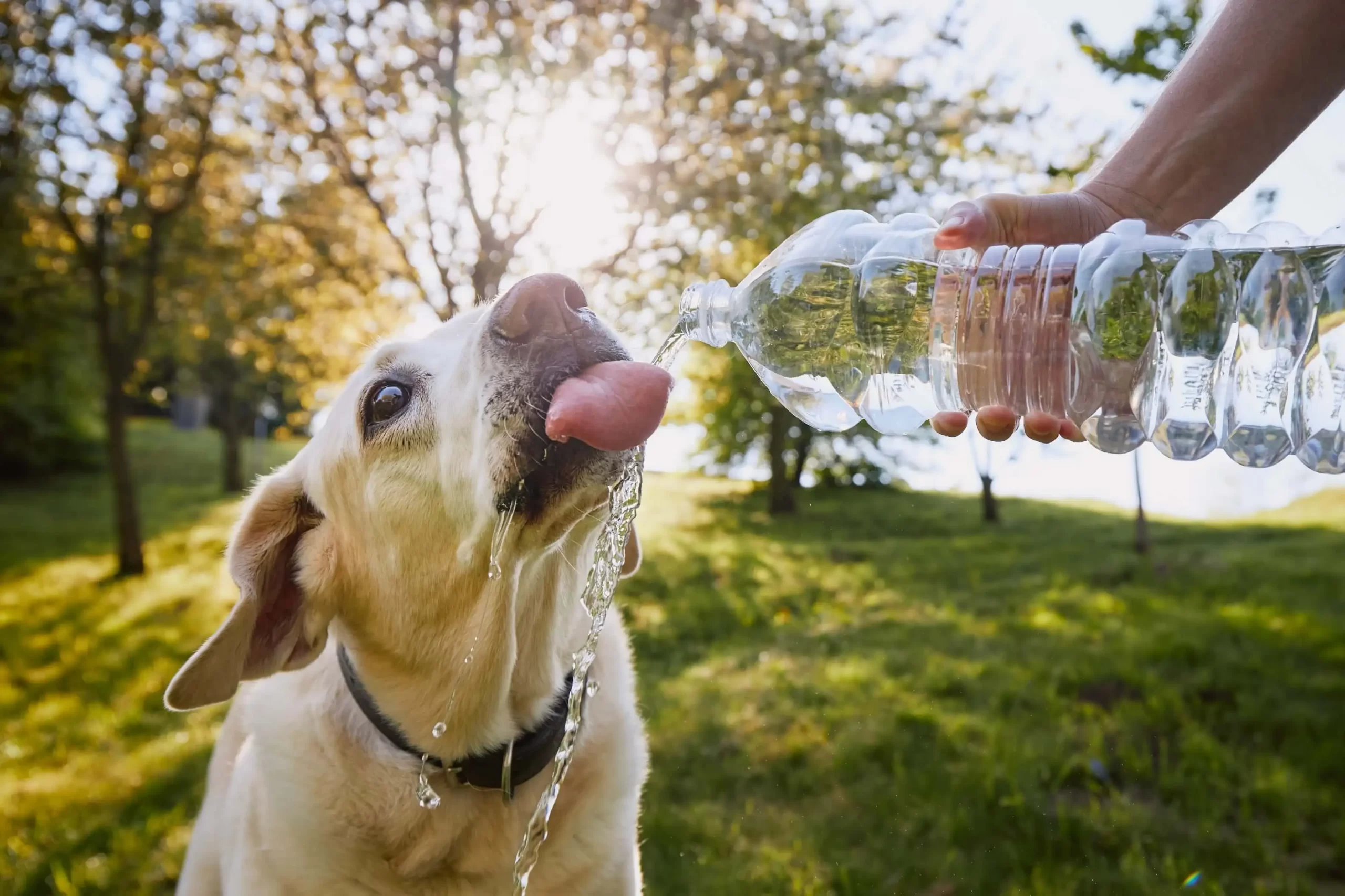 happy tails top tips for keeping your pet safe