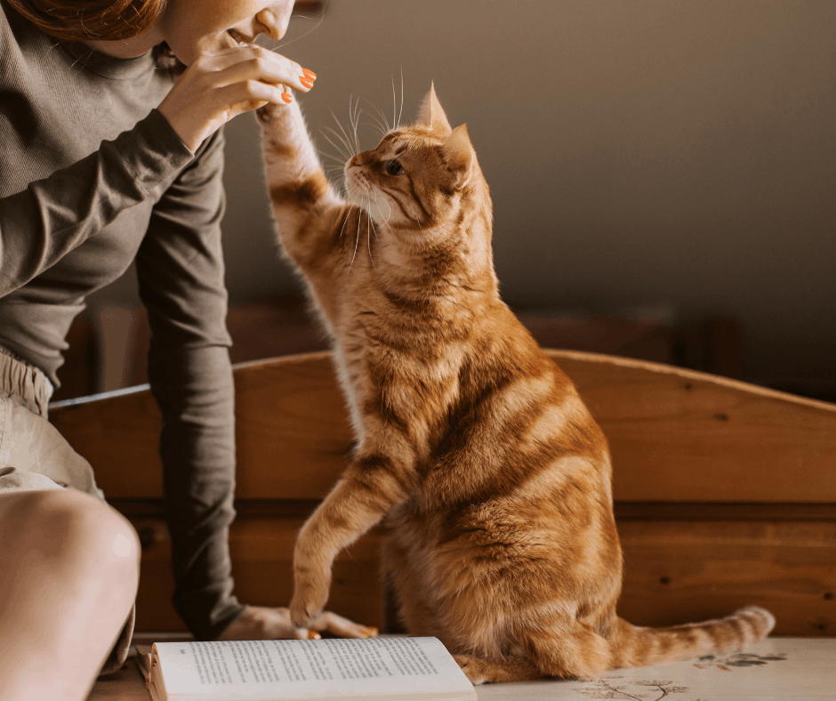 cat playing with owner