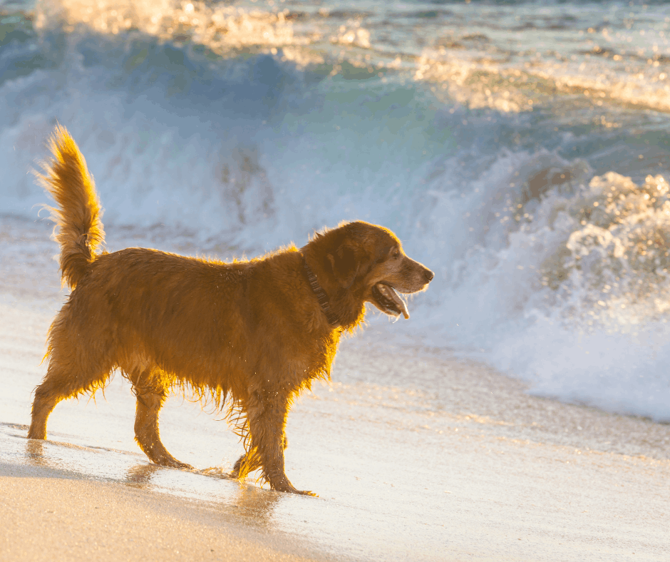 dog walking along beach