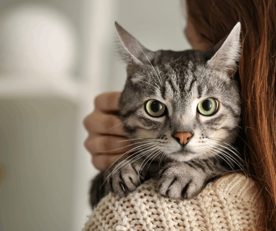 Cat sitting on women's shoulder