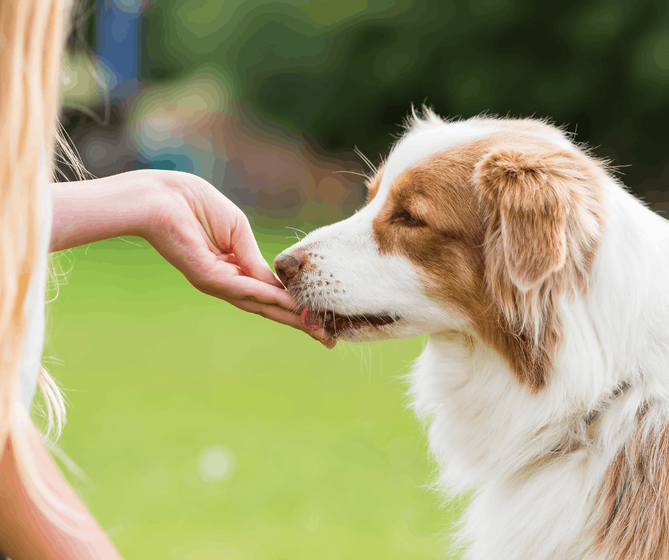 dog being petted
