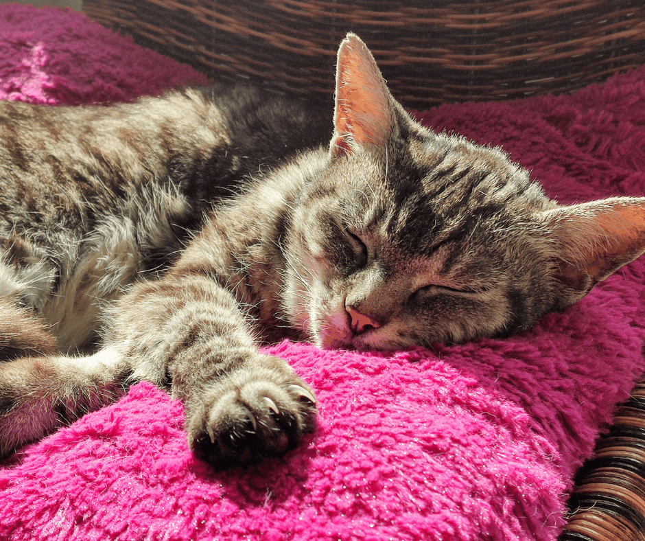 cat laying on pink pillow