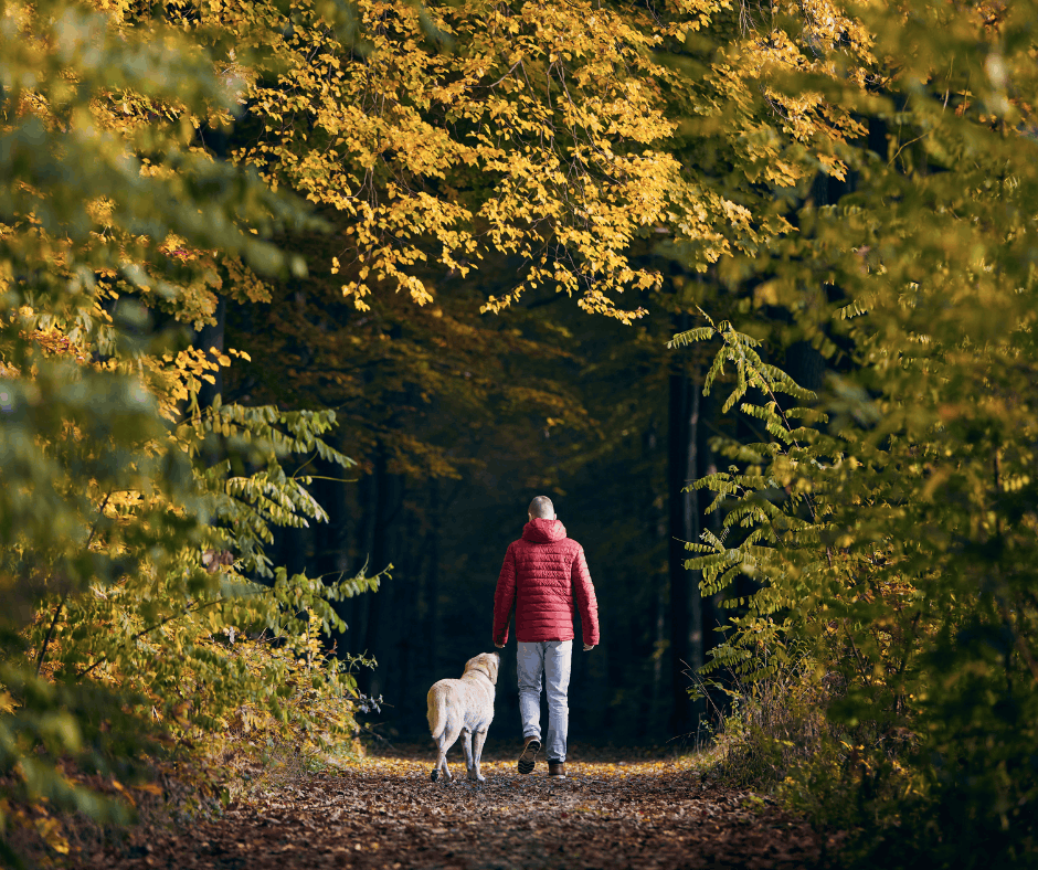 Man and dog walking in forest in autumn
